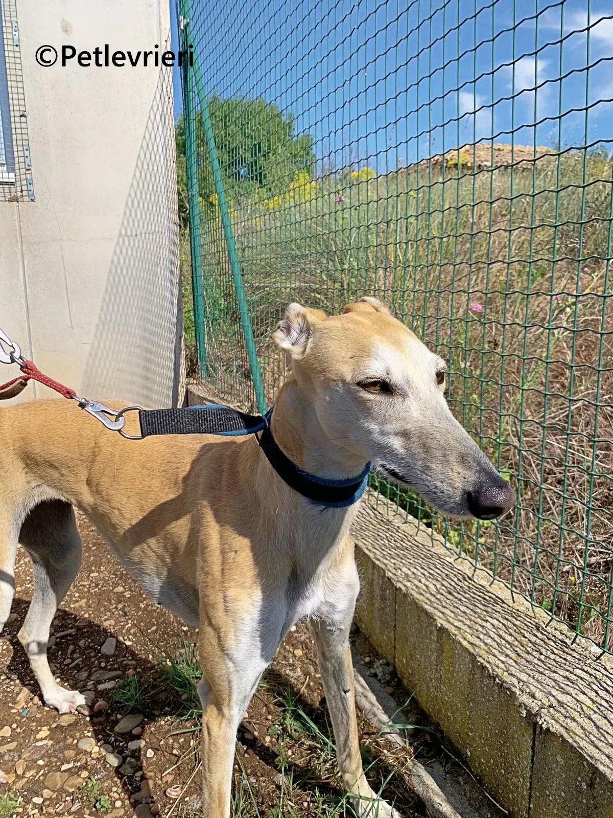Monty galgo adozione pet levrieri onlus 4