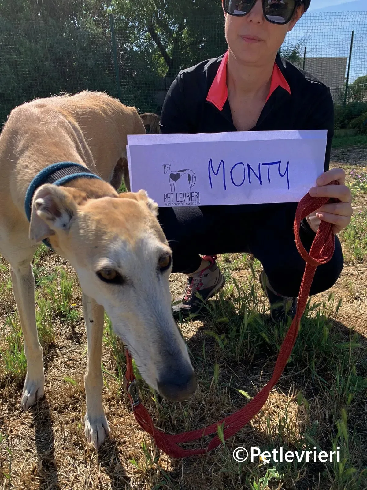 Monty galgo adozione pet levrieri onlus 5