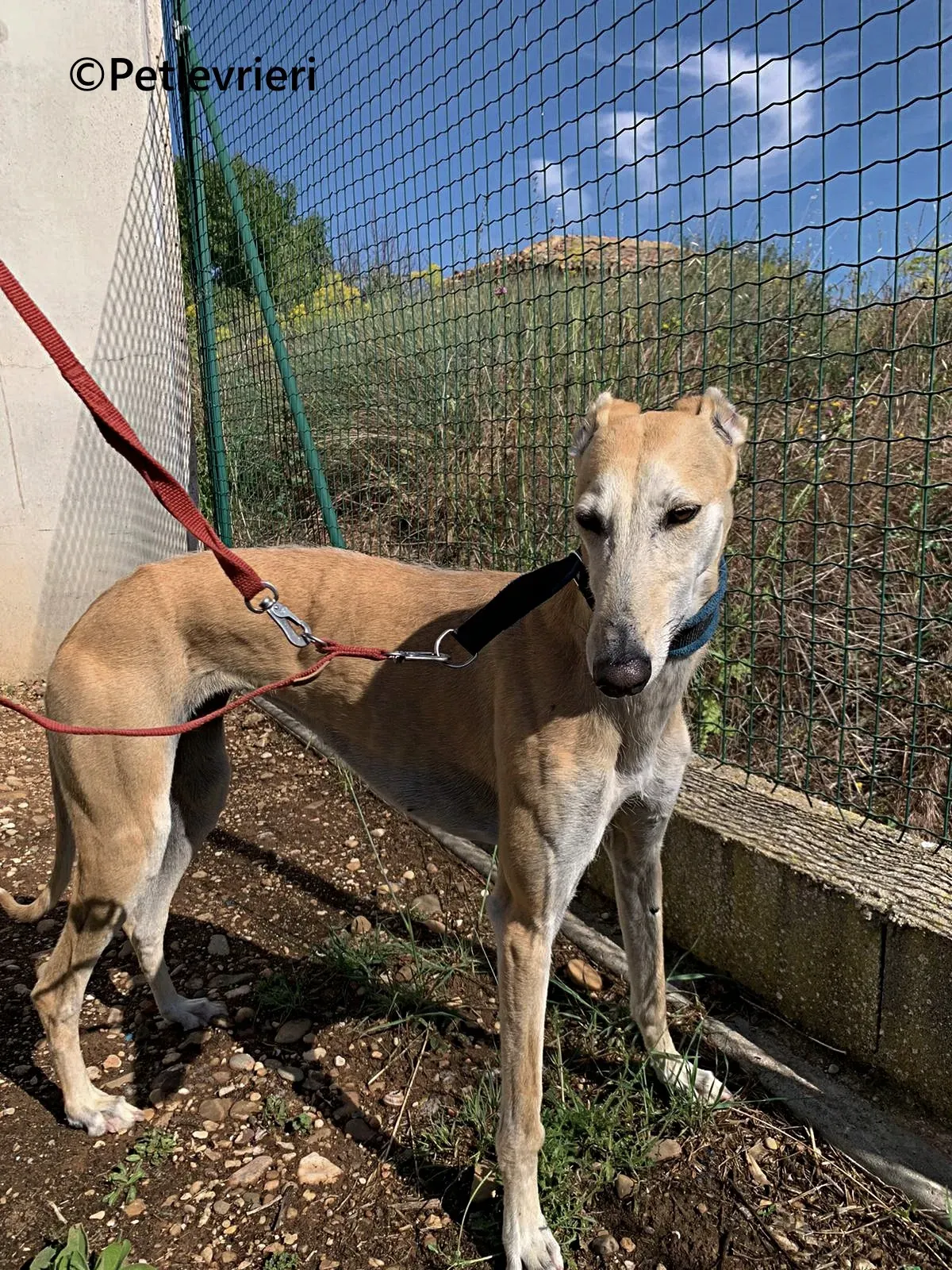 Monty galgo adozione pet levrieri onlus 6