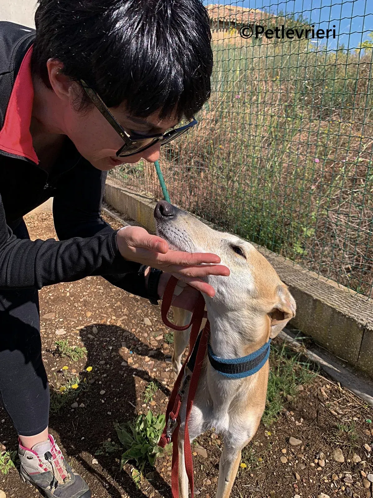 Monty galgo adozione pet levrieri onlus 7