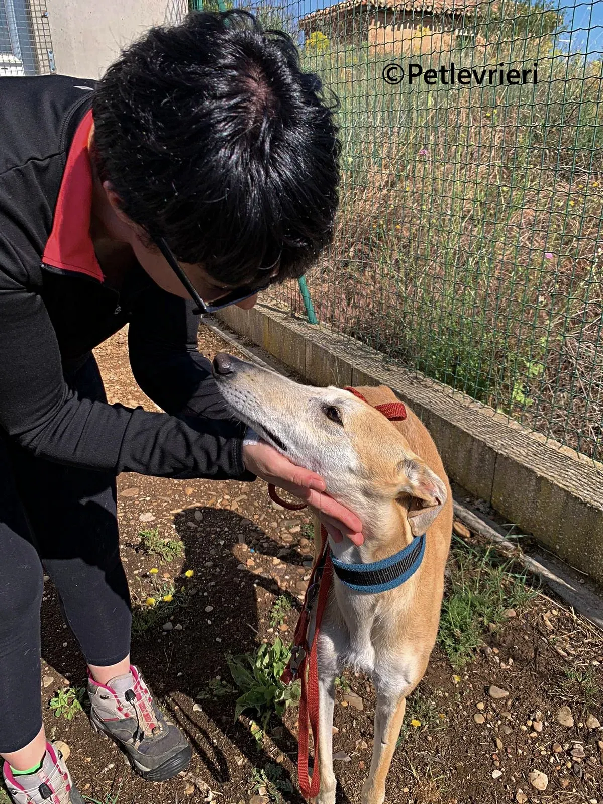 Monty galgo adozione pet levrieri onlus 8