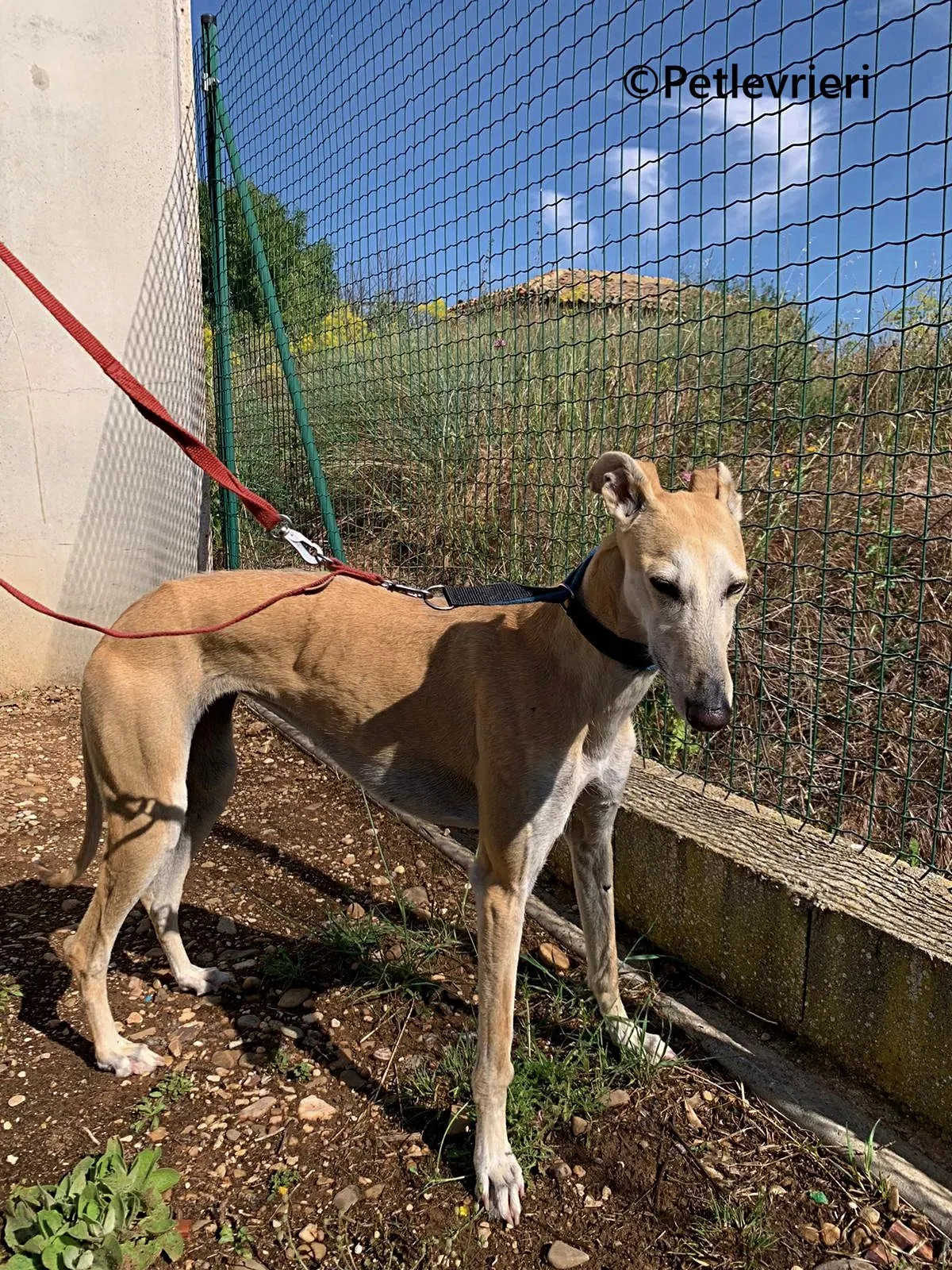 Monty galgo adozione pet levrieri onlus 9