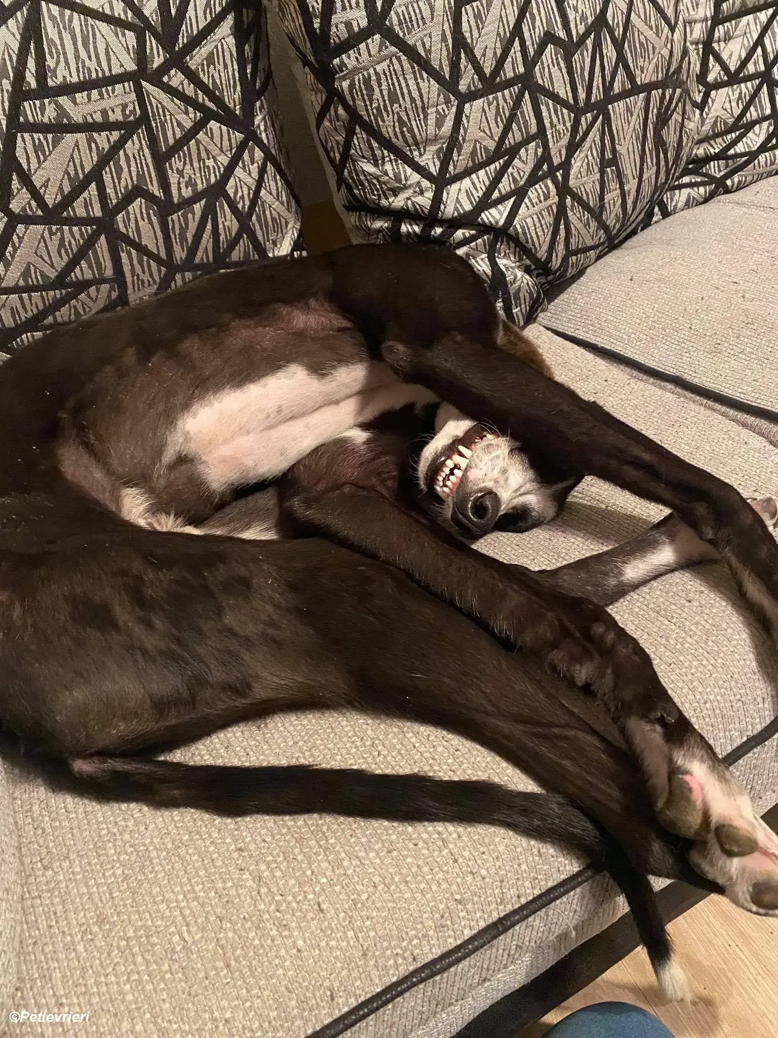 Monty.adozione levrieri greyhound 1