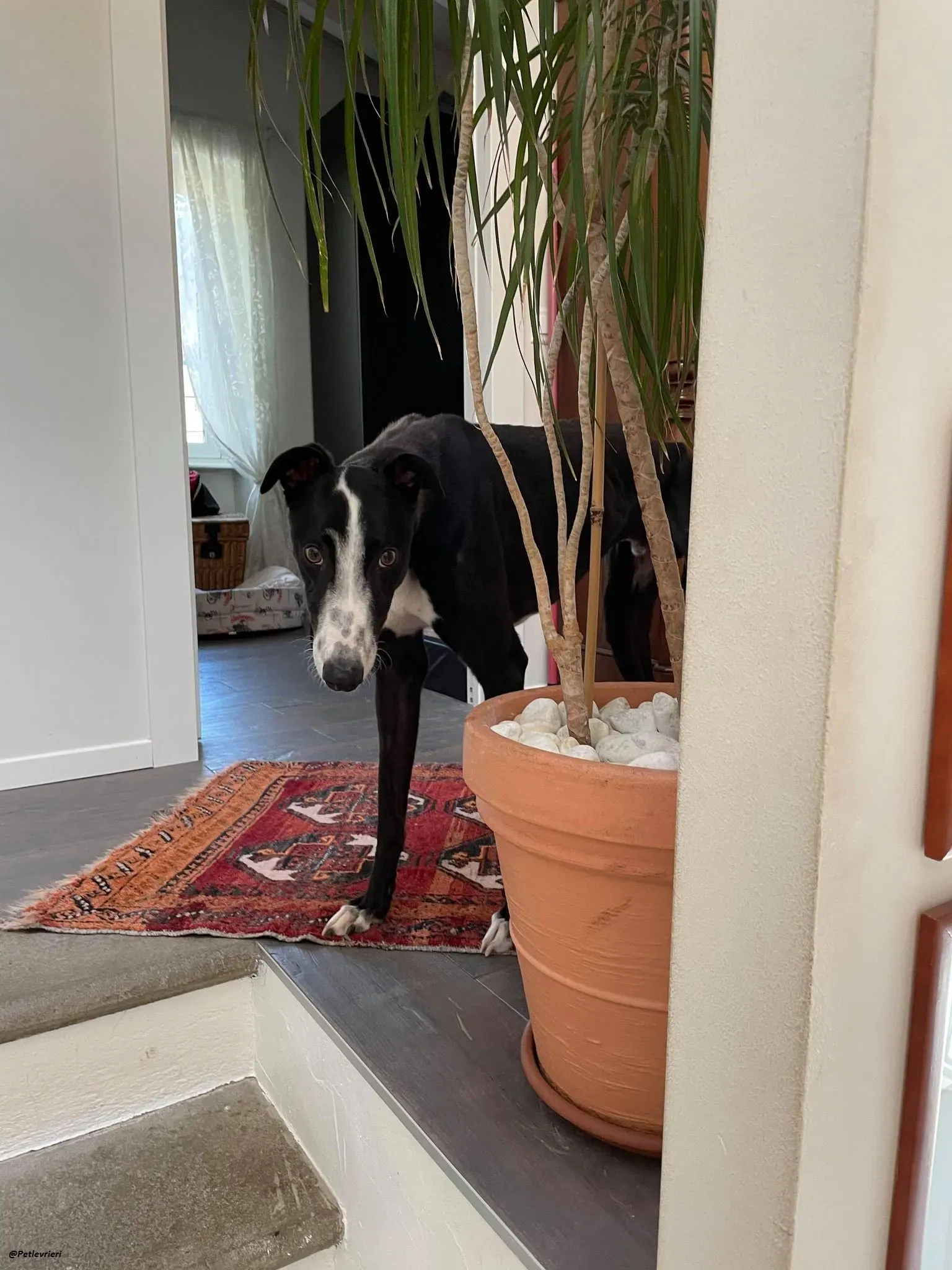 Monty thegreyhound fosterhome adozione levrieri 1
