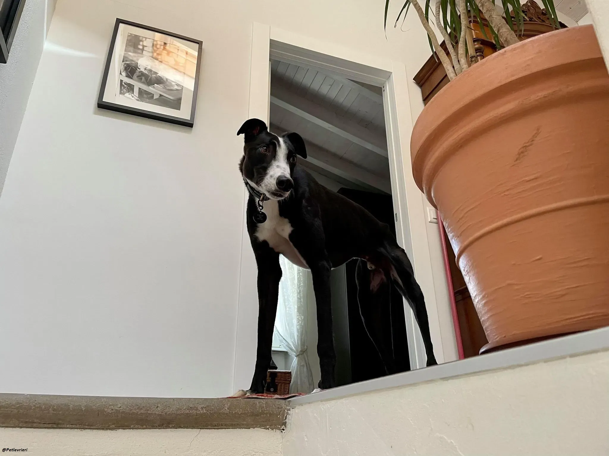 Monty thegreyhound fosterhome adozione levrieri 2