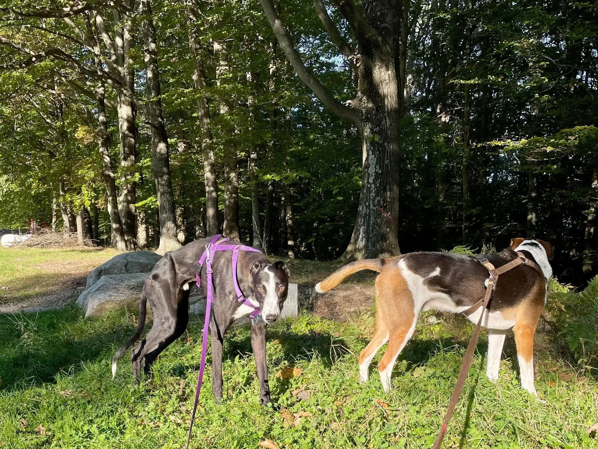 Monty thegreyhound fosterhome adozione levrieri 3