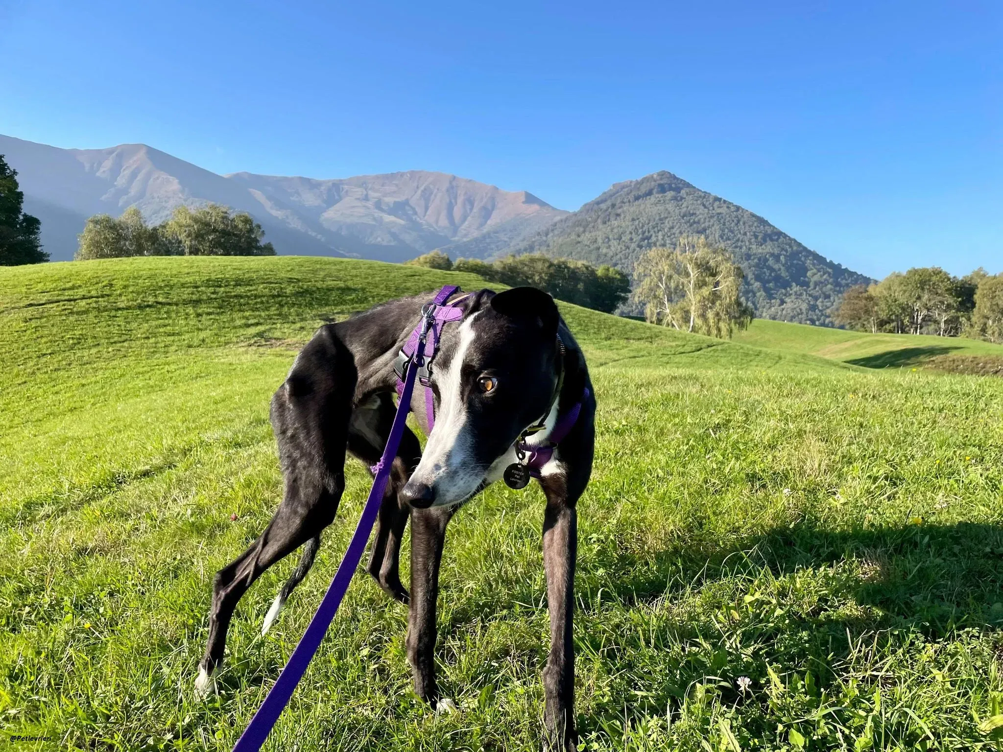 Monty thegreyhound fosterhome adozione levrieri 4