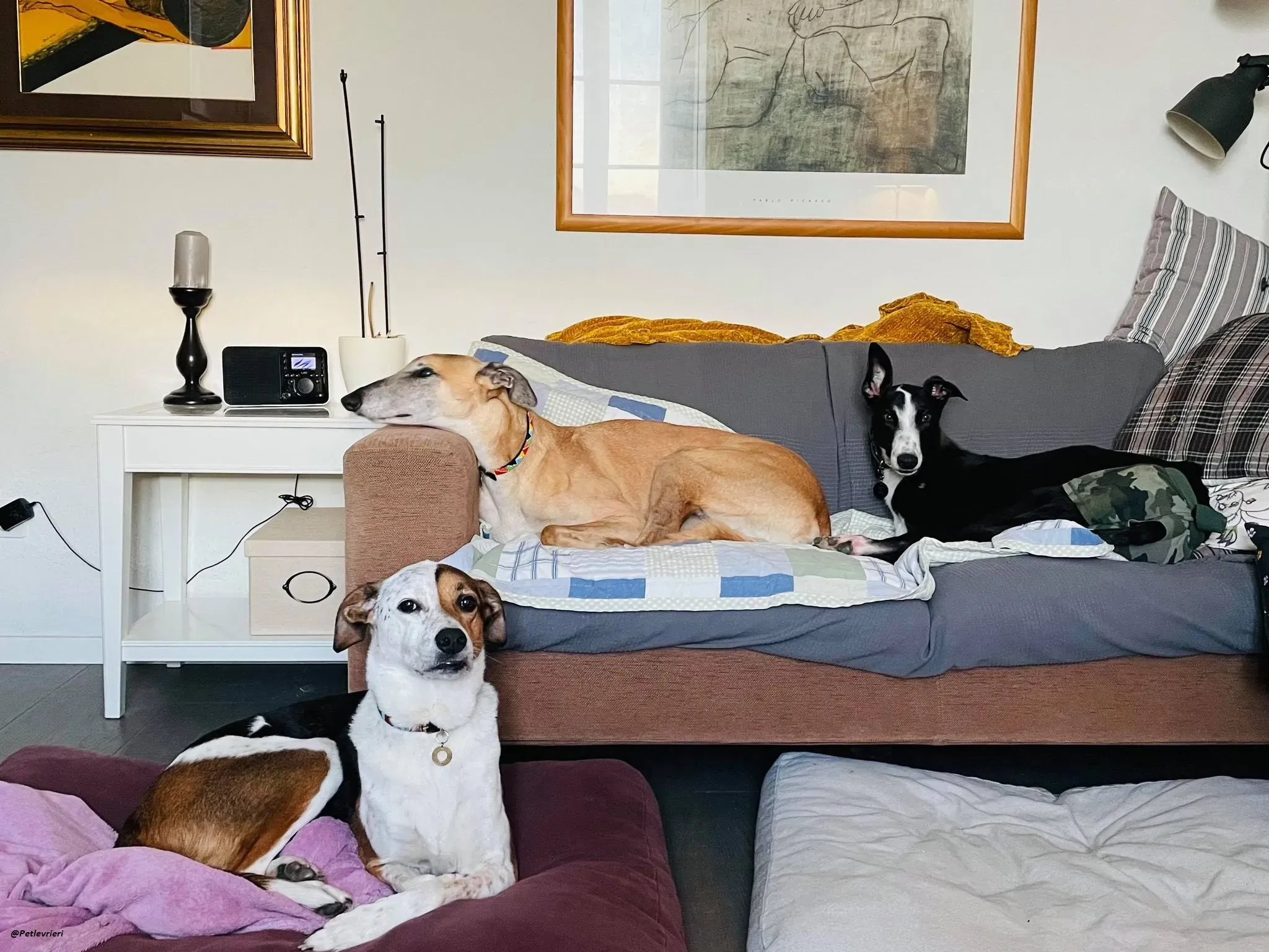 Monty thegreyhound fosterhome adozione levrieri 5