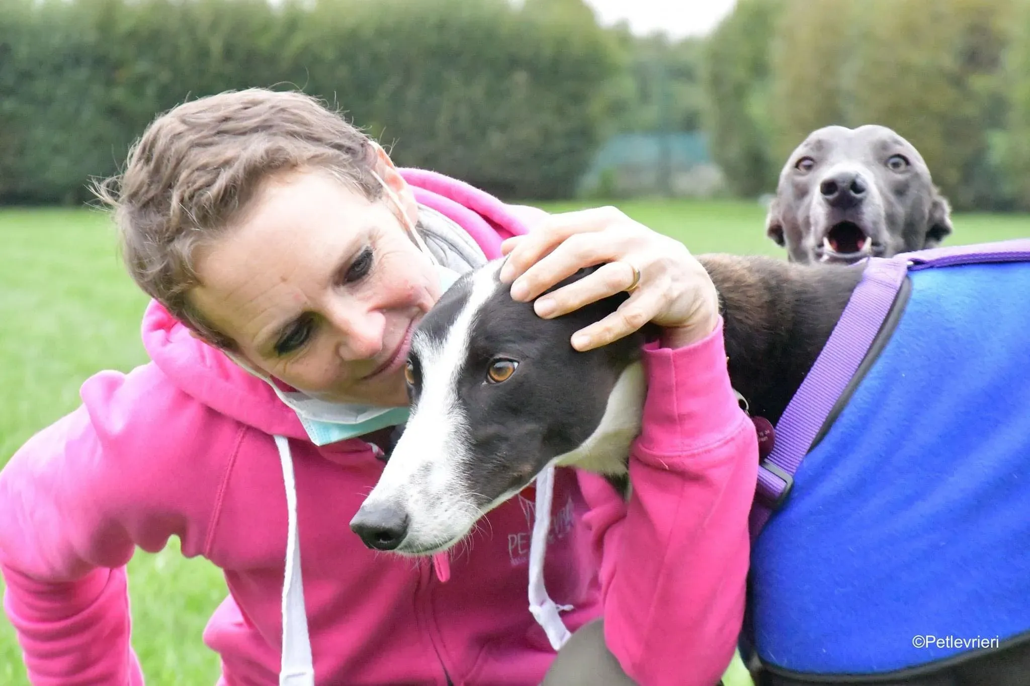 Monty thegryhound adoptionday adozione levrieri 1