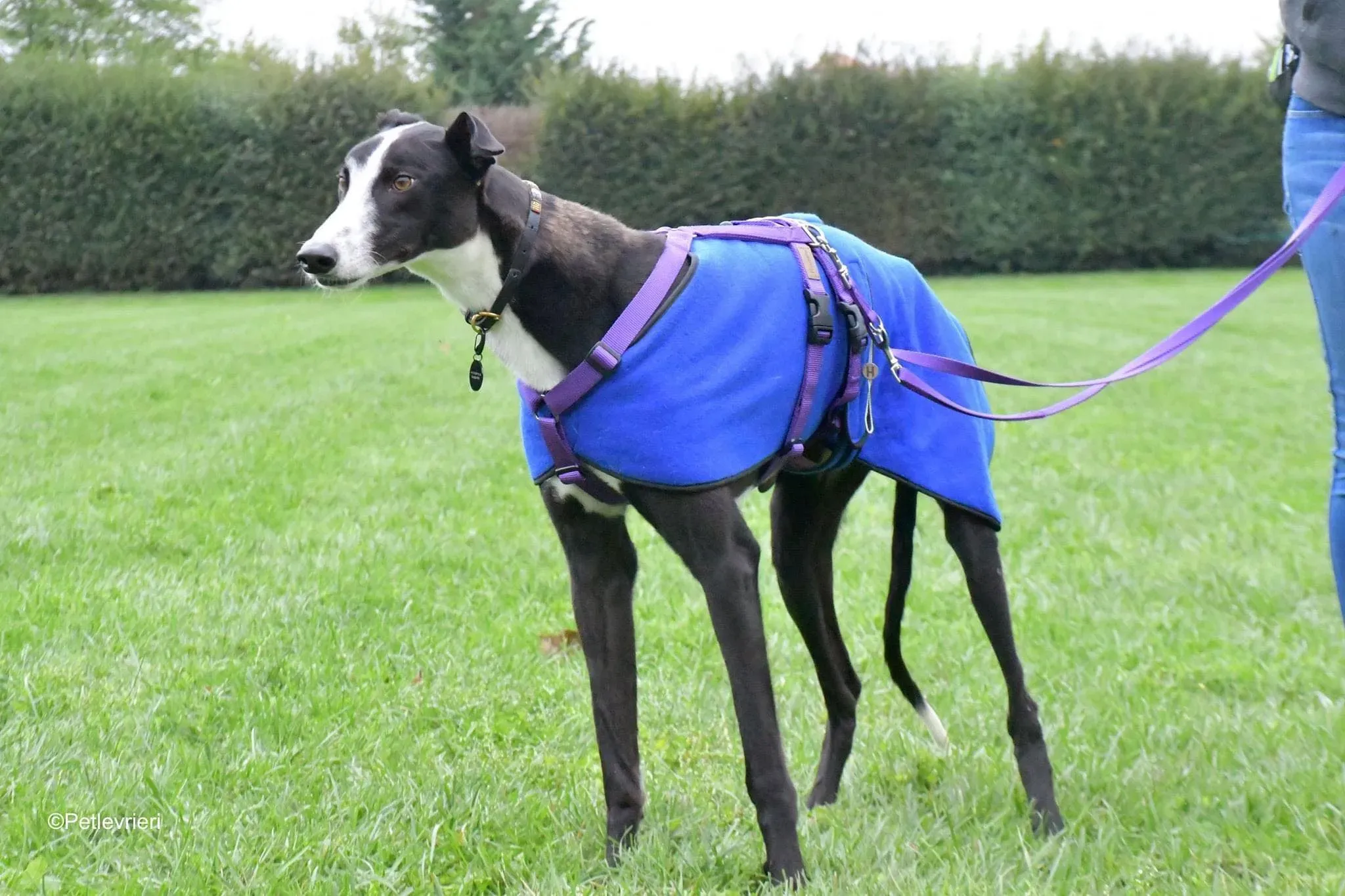 Monty thegryhound adoptionday adozione levrieri 10