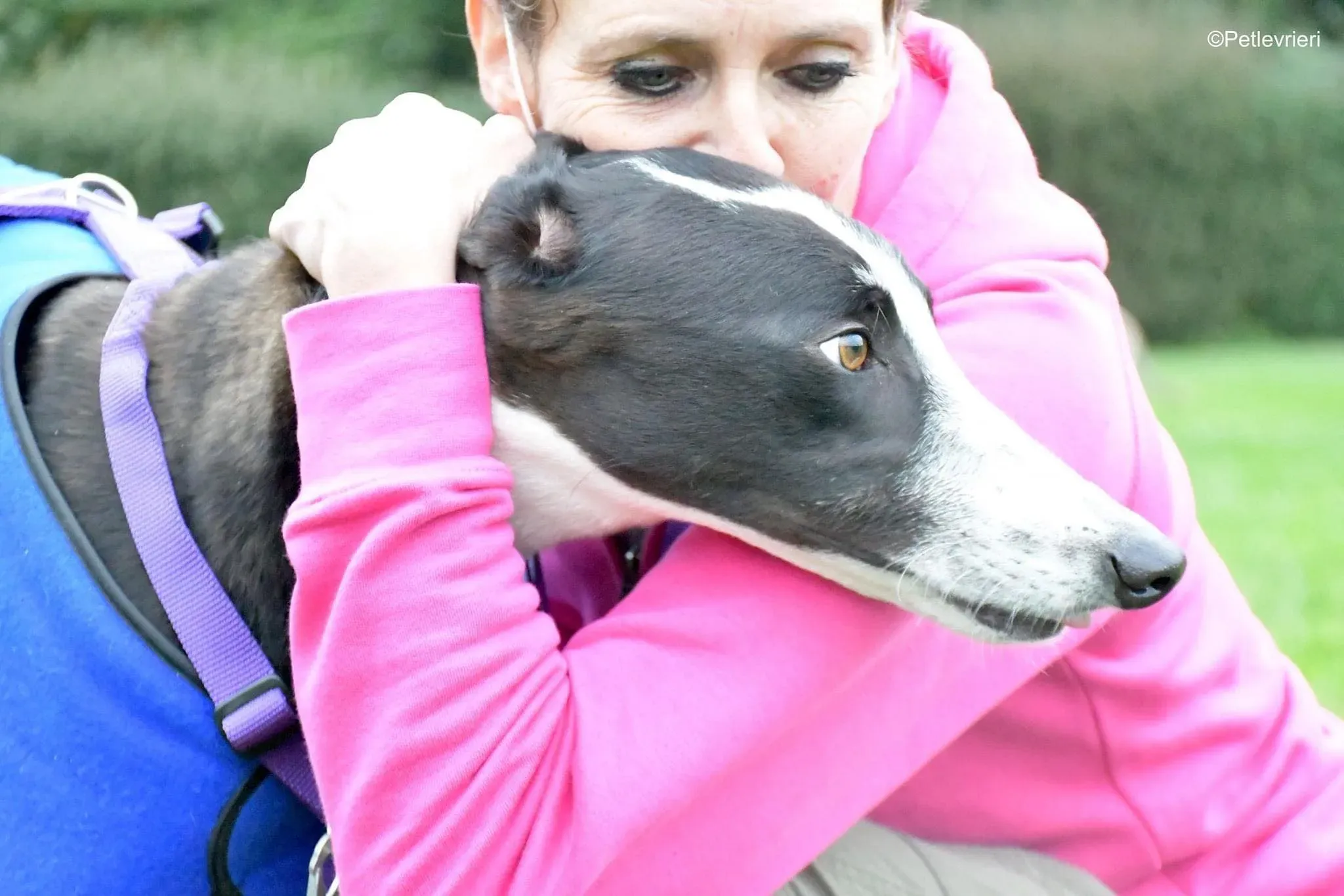 Monty thegryhound adoptionday adozione levrieri 11