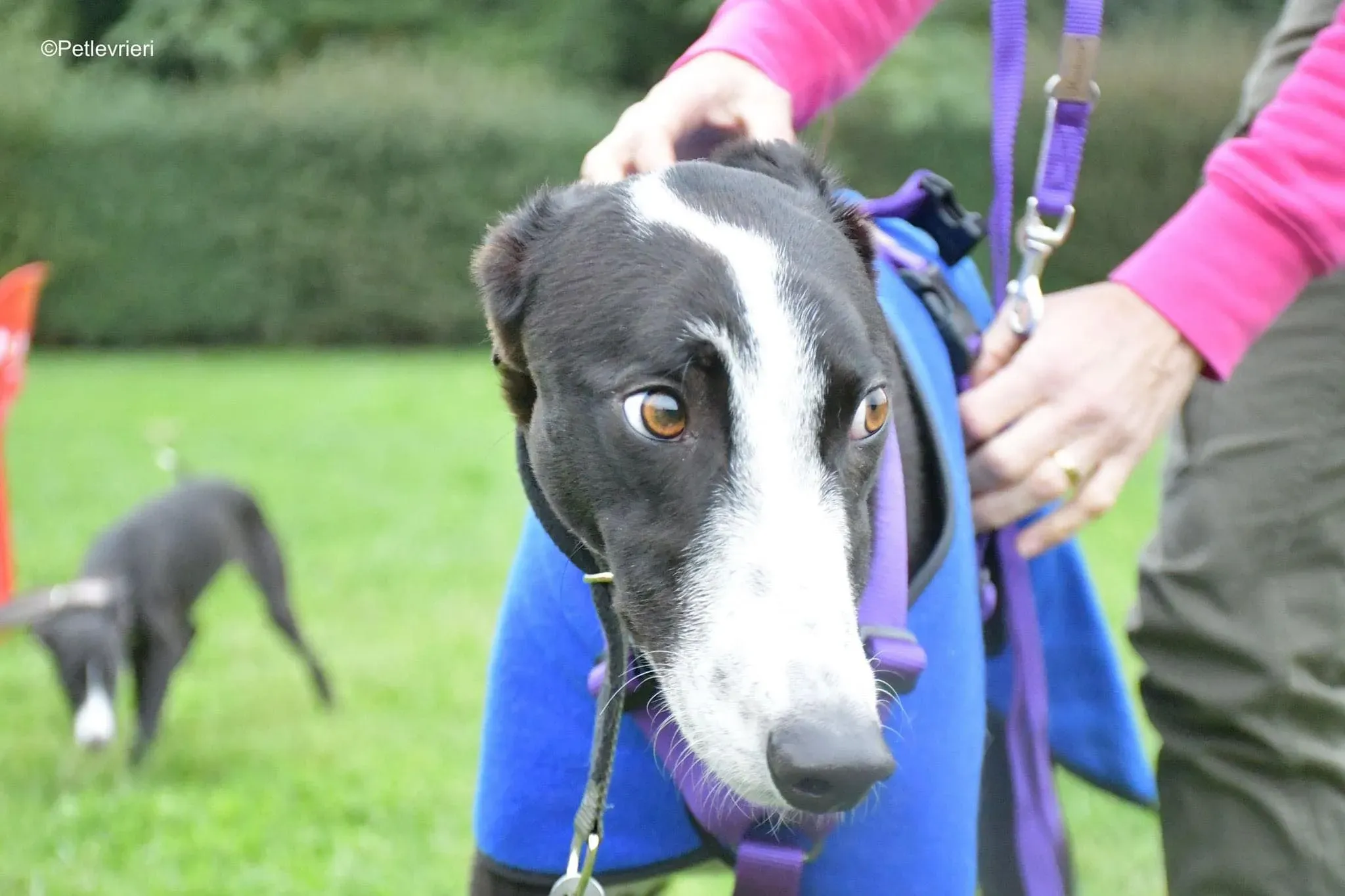 Monty thegryhound adoptionday adozione levrieri 12