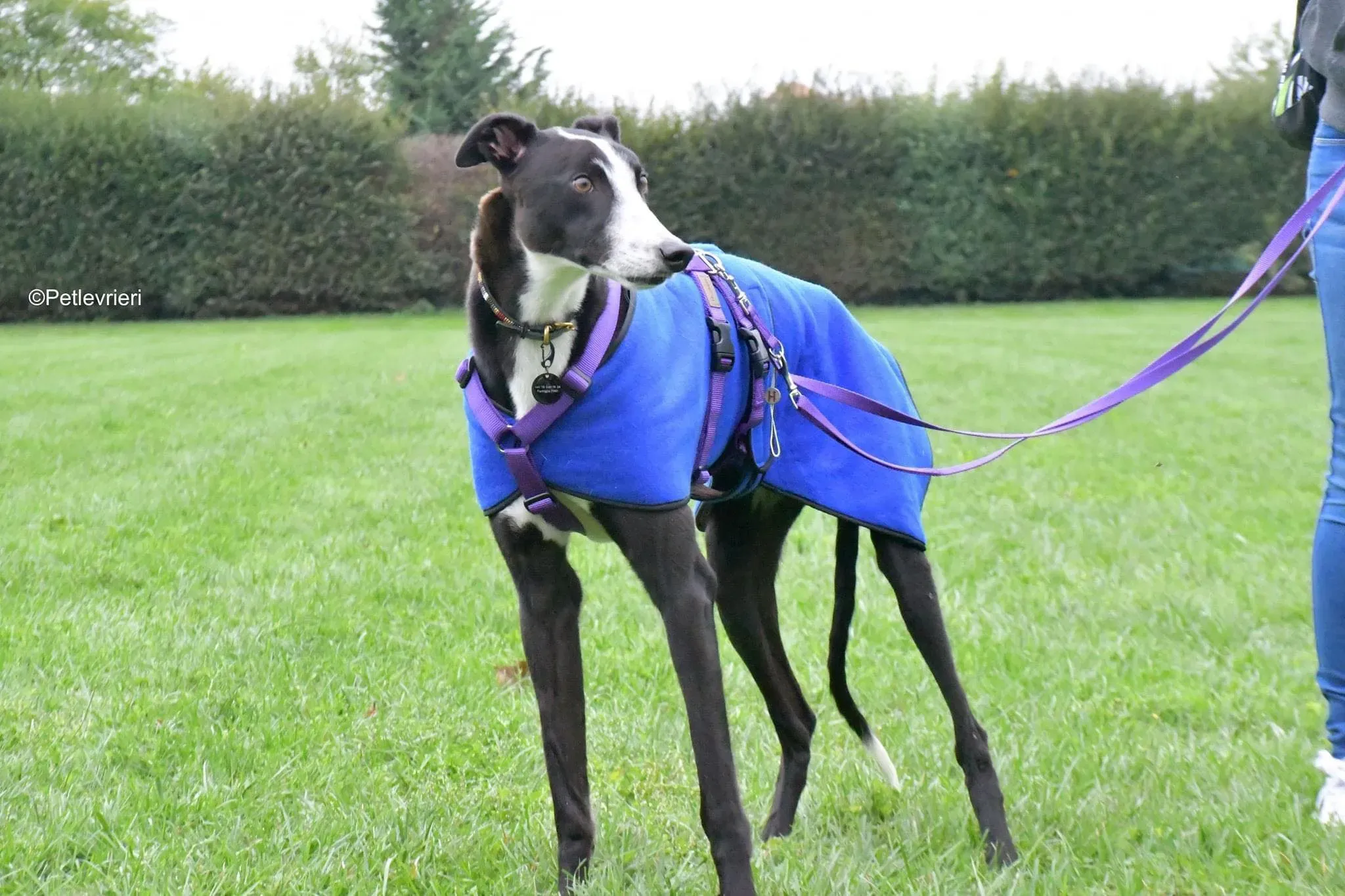 Monty thegryhound adoptionday adozione levrieri 2