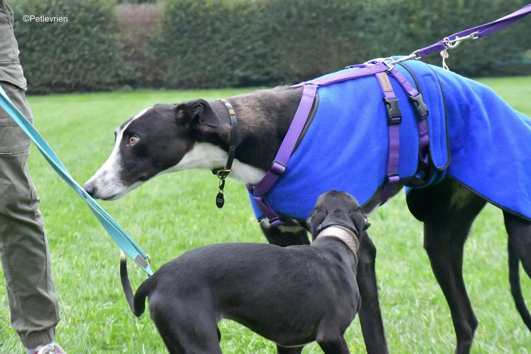 Monty thegryhound adoptionday adozione levrieri 3