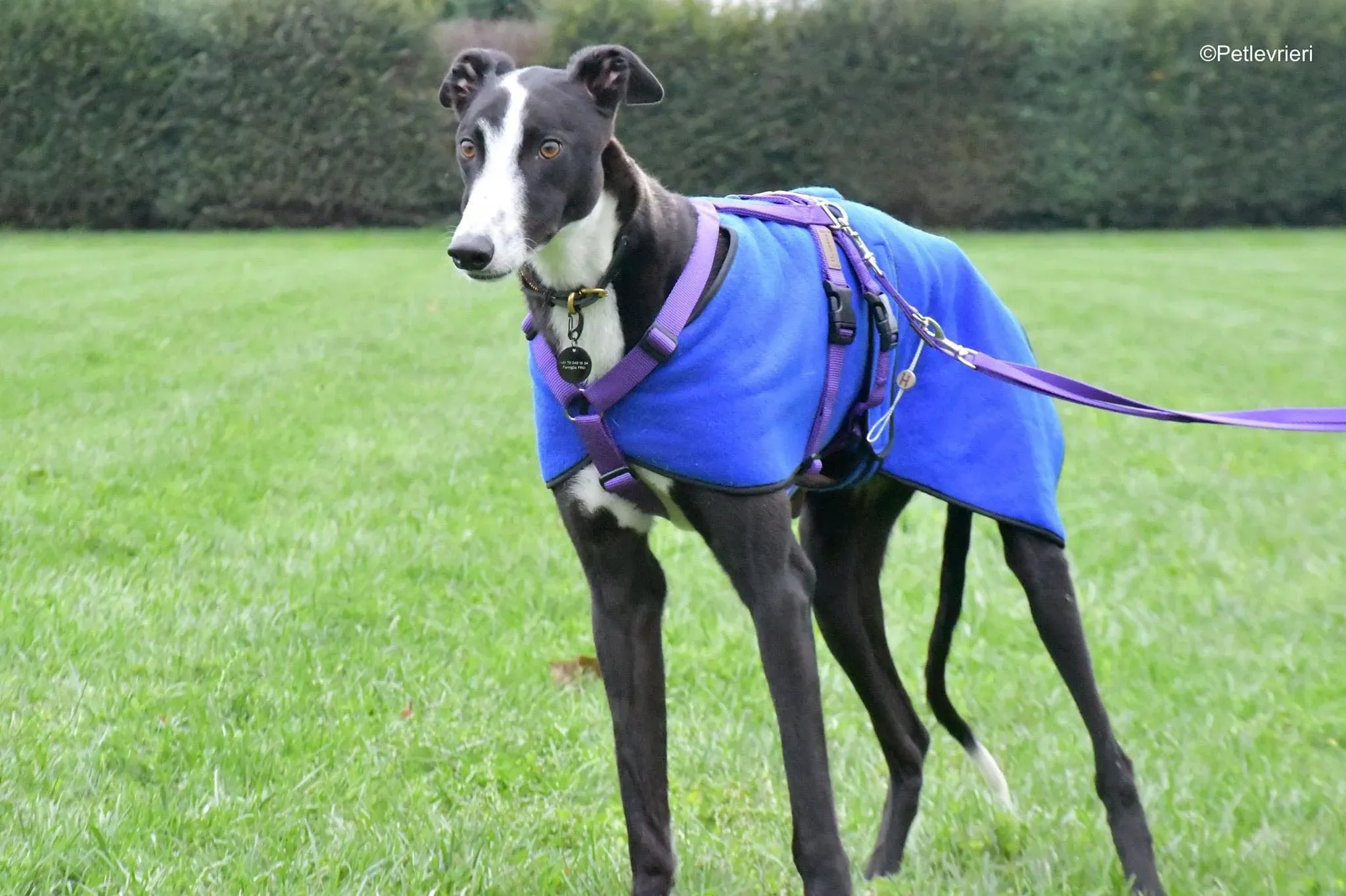 Monty thegryhound adoptionday adozione levrieri 4