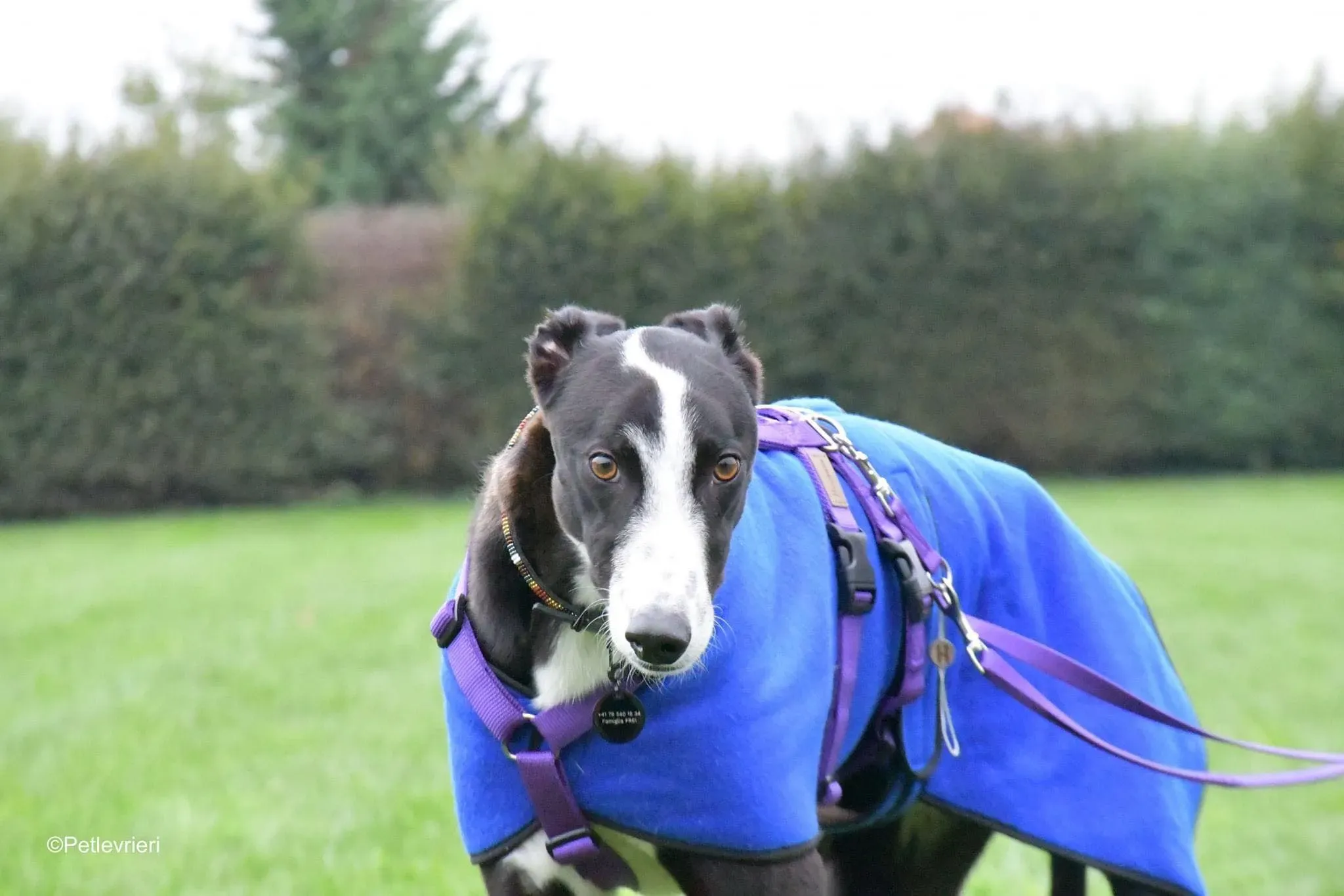 Monty thegryhound adoptionday adozione levrieri 5