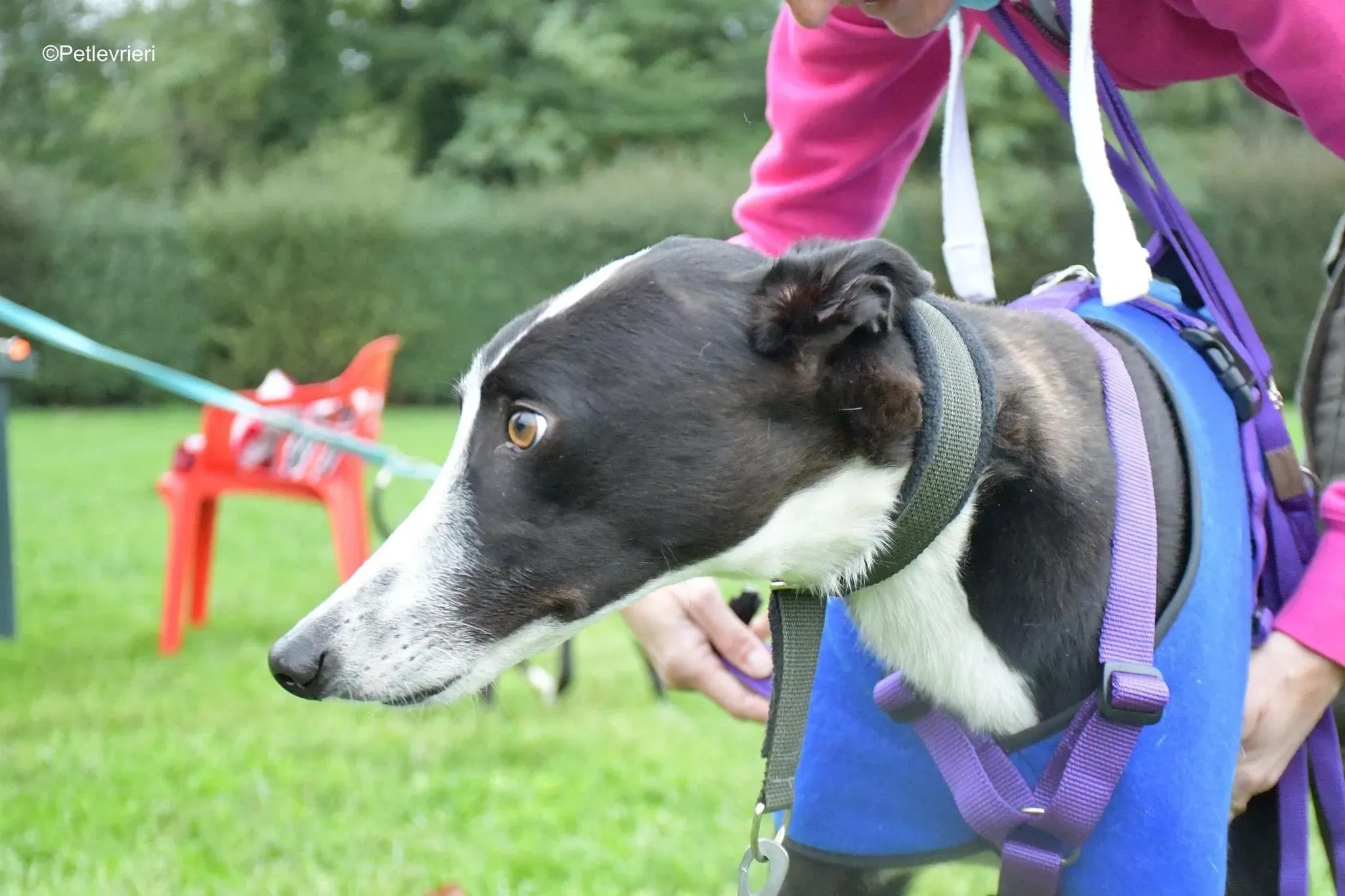 Monty thegryhound adoptionday adozione levrieri 7