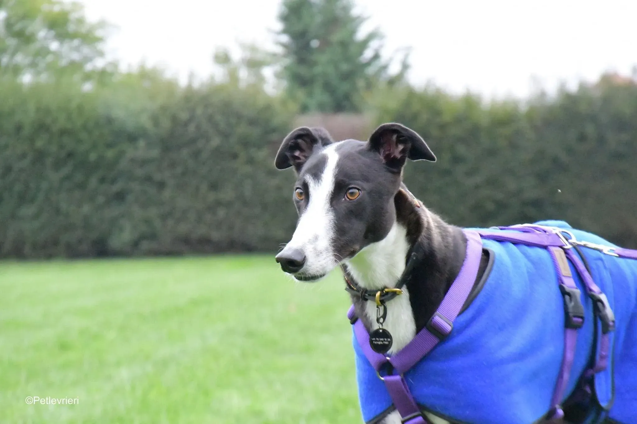 Monty thegryhound adoptionday adozione levrieri 8