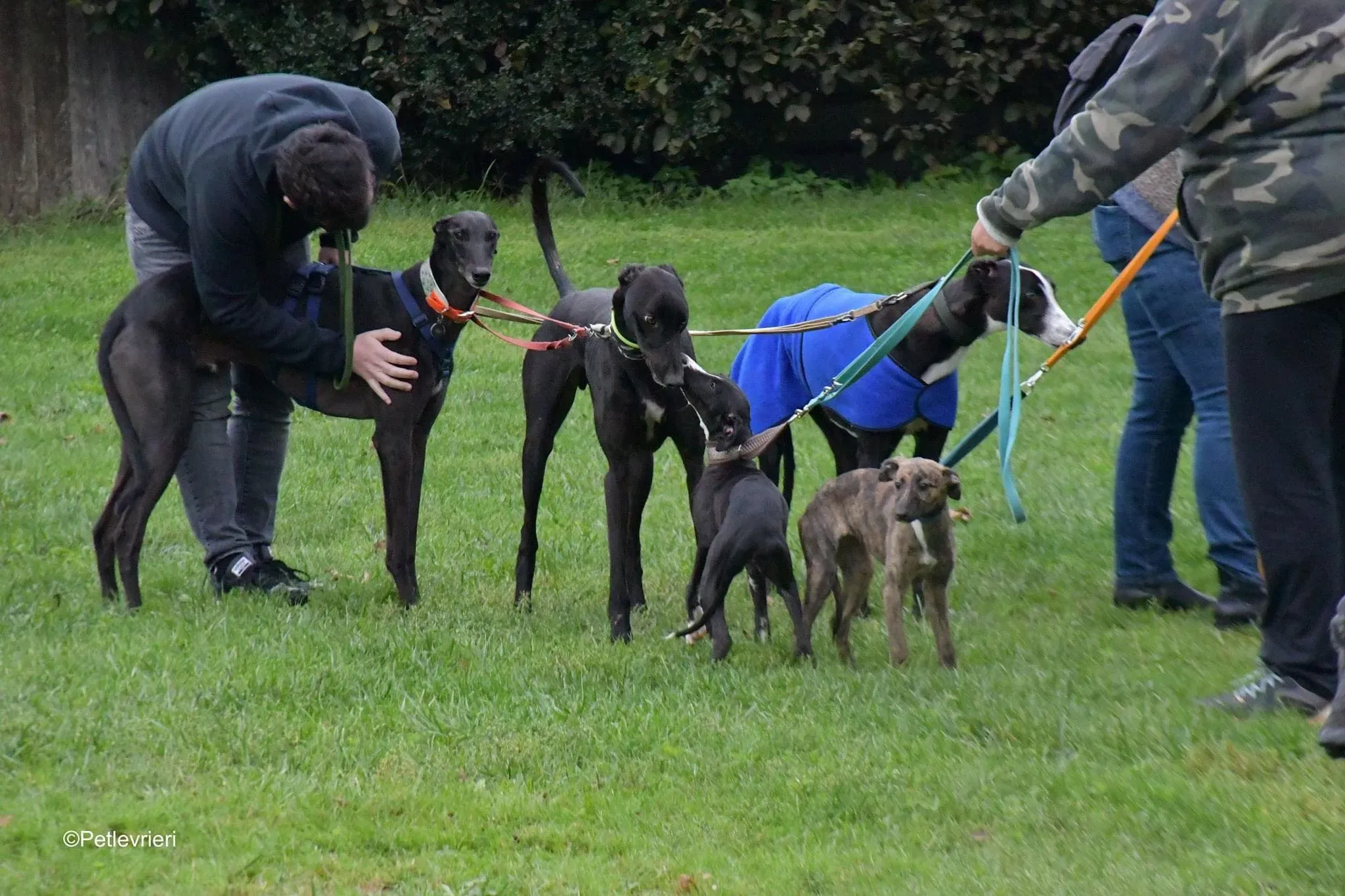Monty thegryhound adoptionday adozione levrieri