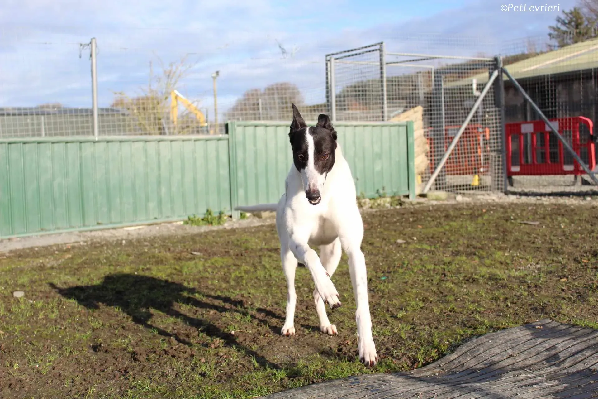 Moonstone adozione levrieri greyhound 1