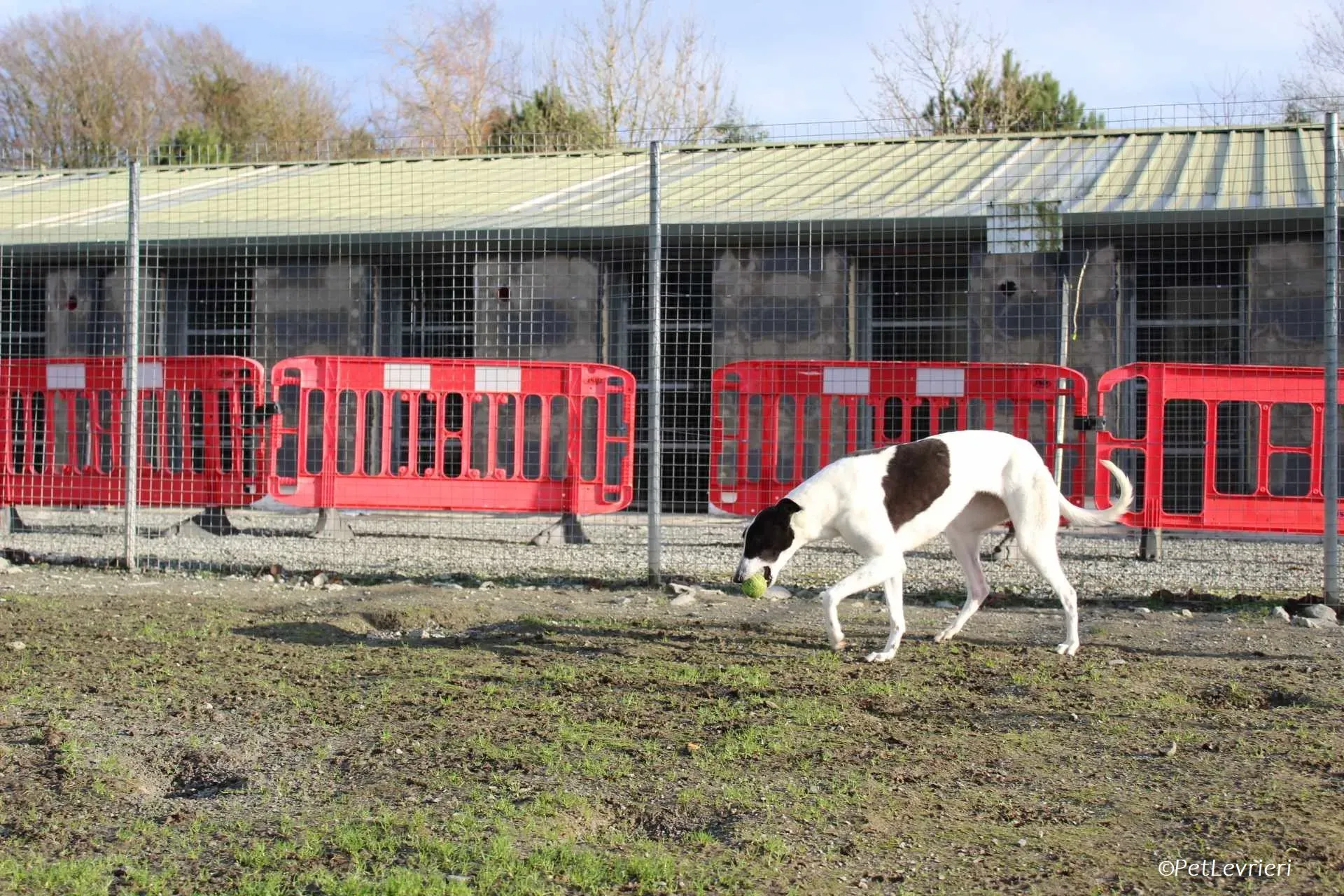 Moonstone adozione levrieri greyhound 10