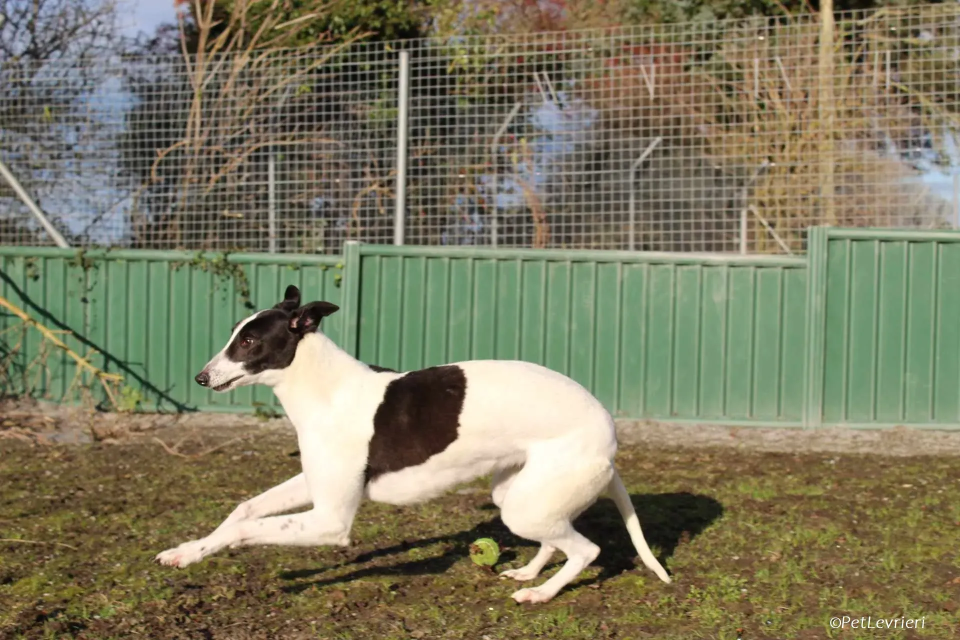 Moonstone adozione levrieri greyhound 11