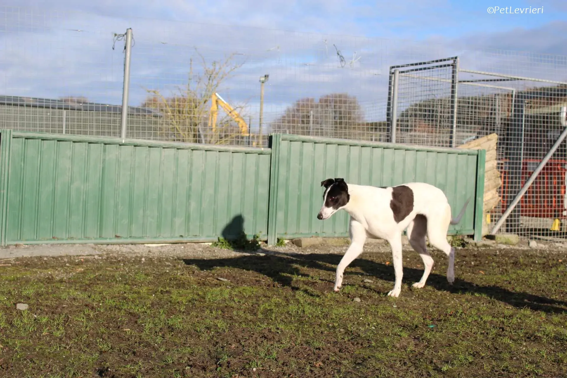 Moonstone adozione levrieri greyhound 12