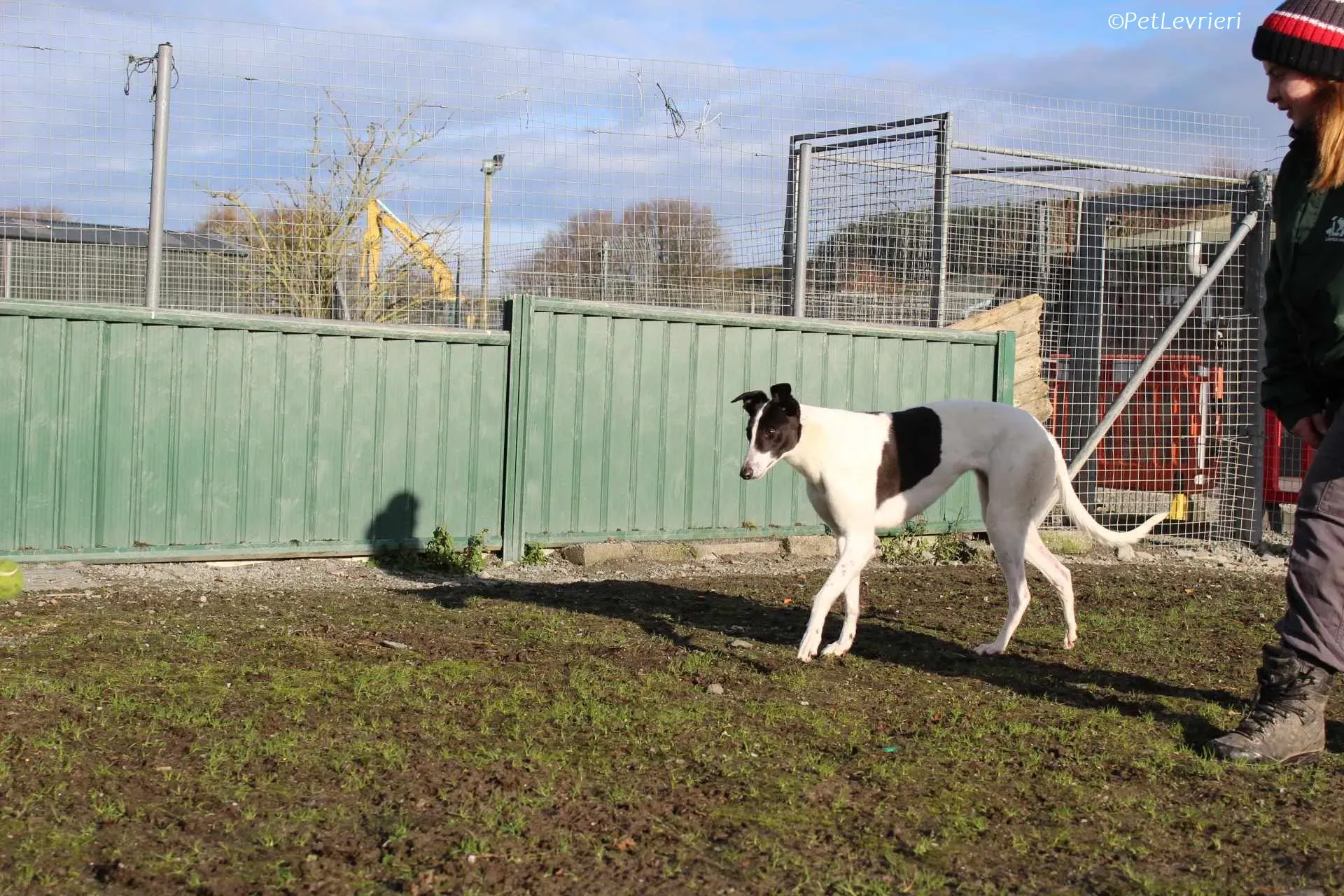 Moonstone adozione levrieri greyhound 13