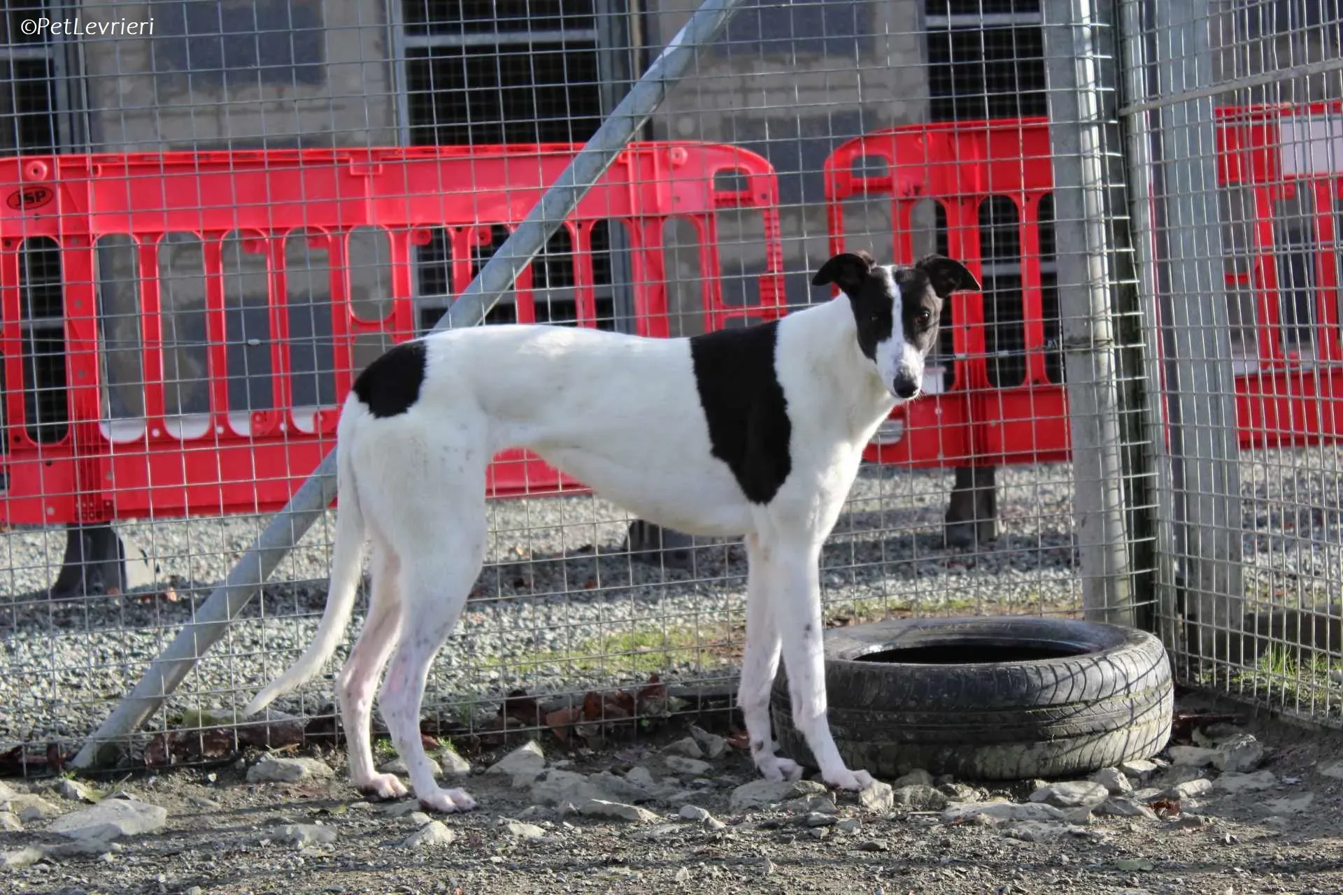 Moonstone adozione levrieri greyhound 14