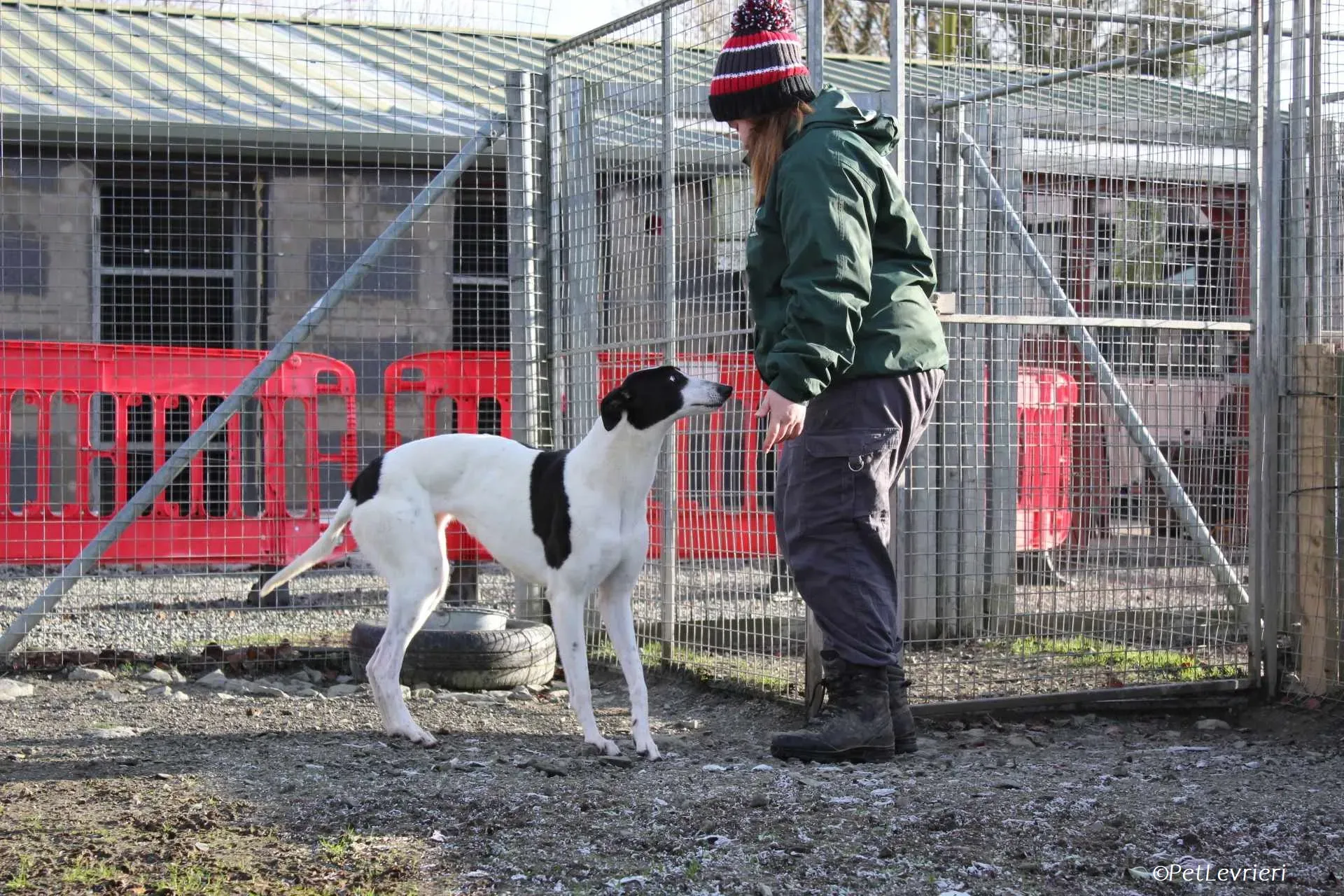 Moonstone adozione levrieri greyhound 2