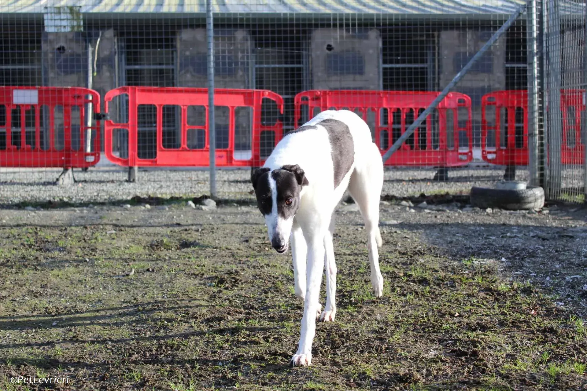 Moonstone adozione levrieri greyhound 3