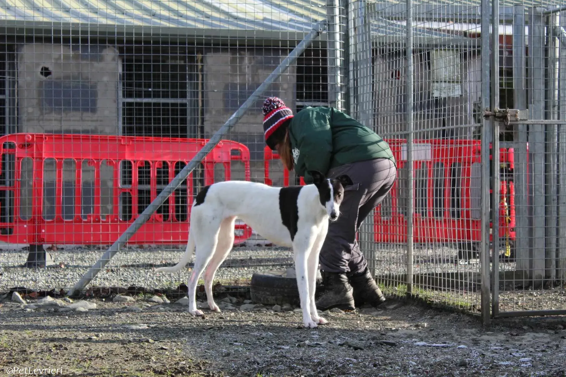 Moonstone adozione levrieri greyhound 4