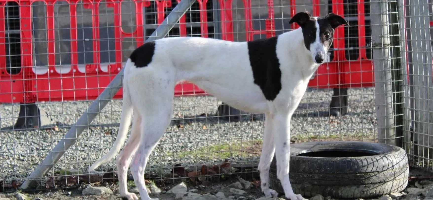 Moonstone adozione levrieri greyhound 5 e1701702998458