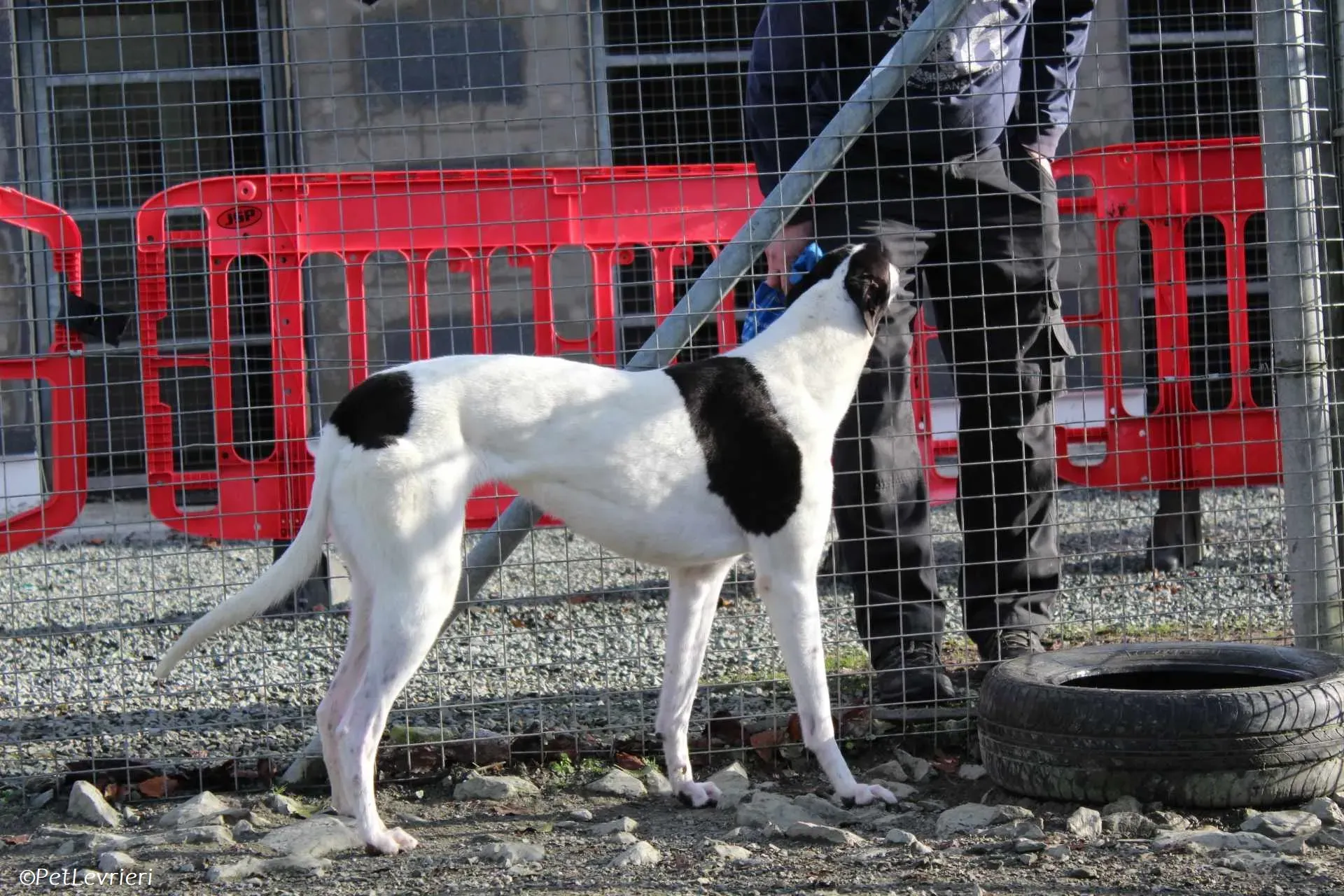 Moonstone adozione levrieri greyhound 6