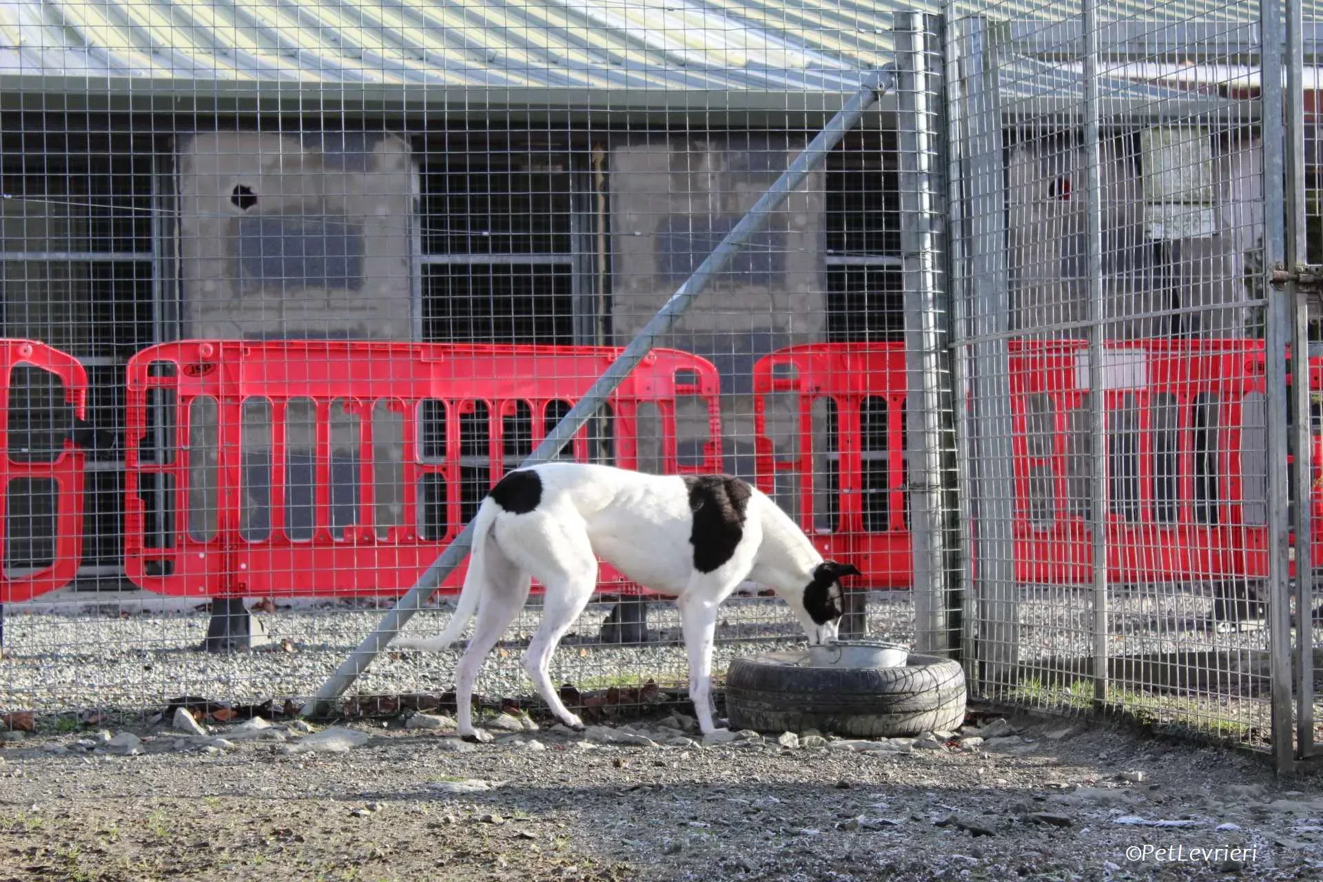 Moonstone adozione levrieri greyhound 7