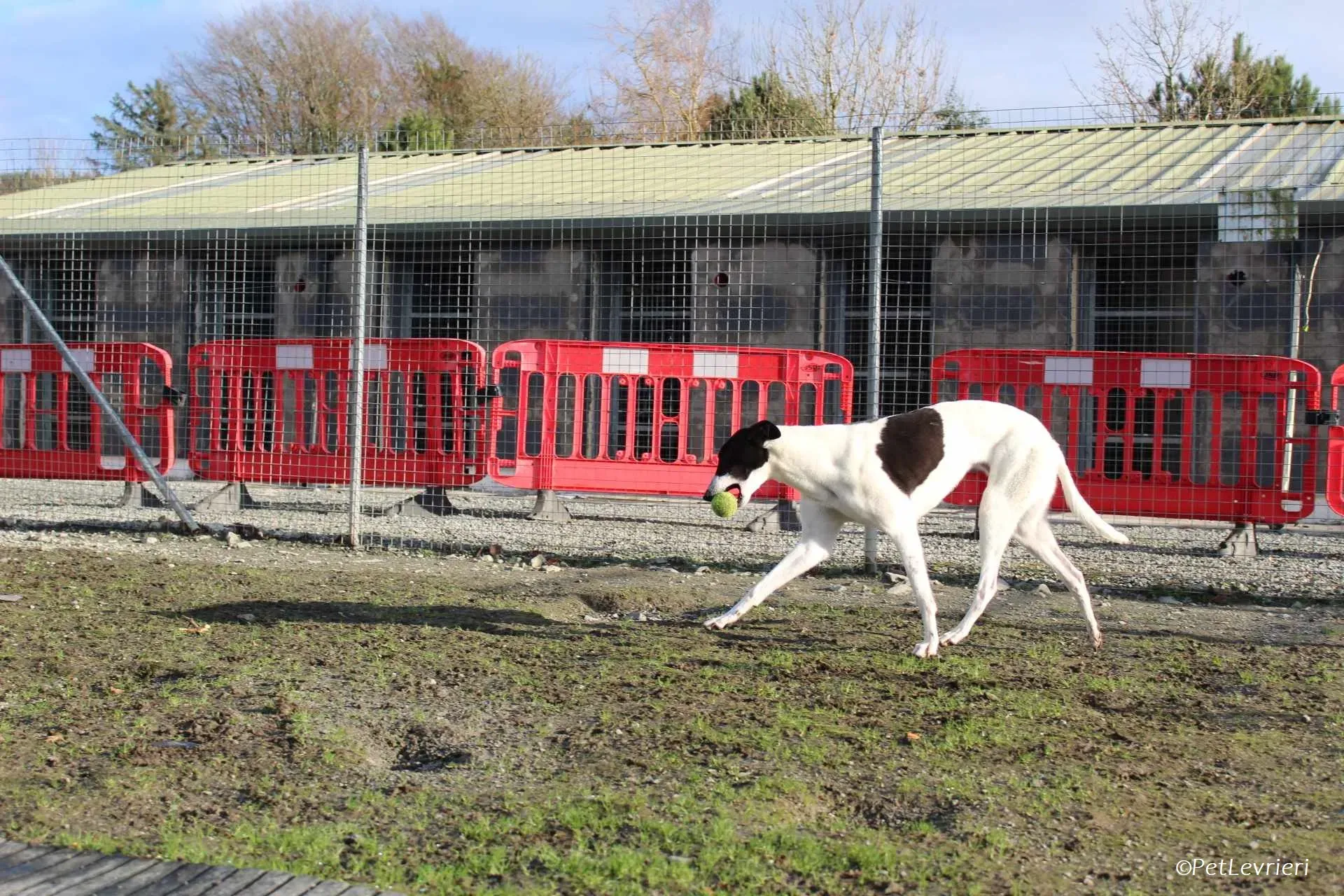 Moonstone adozione levrieri greyhound 8