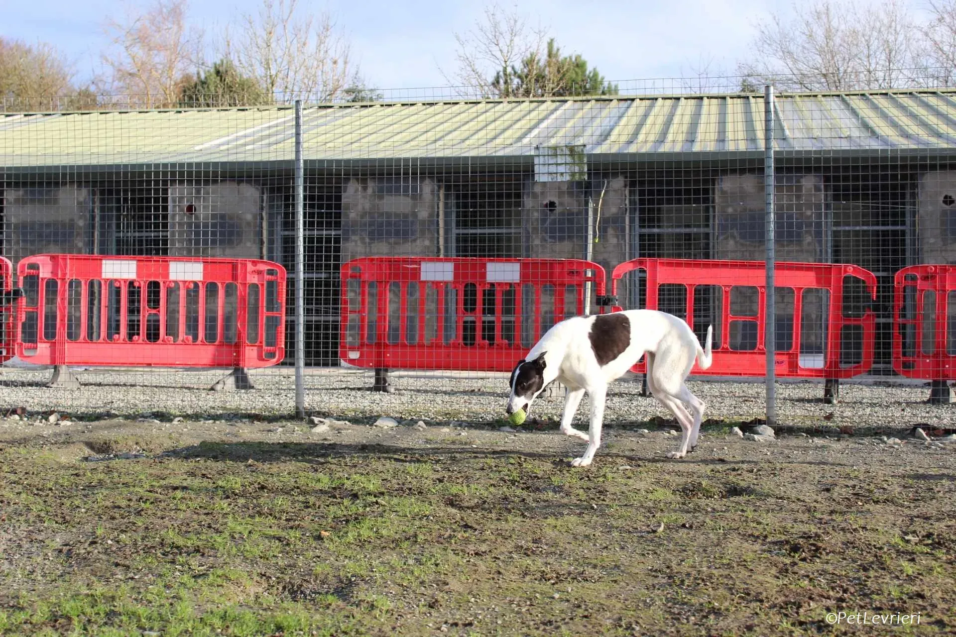 Moonstone adozione levrieri greyhound 9