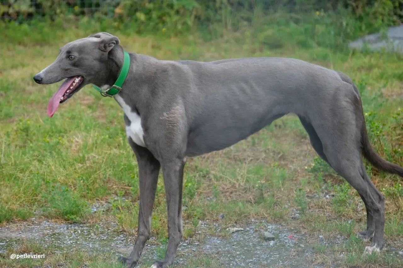 Moppy adozione greyhound 11