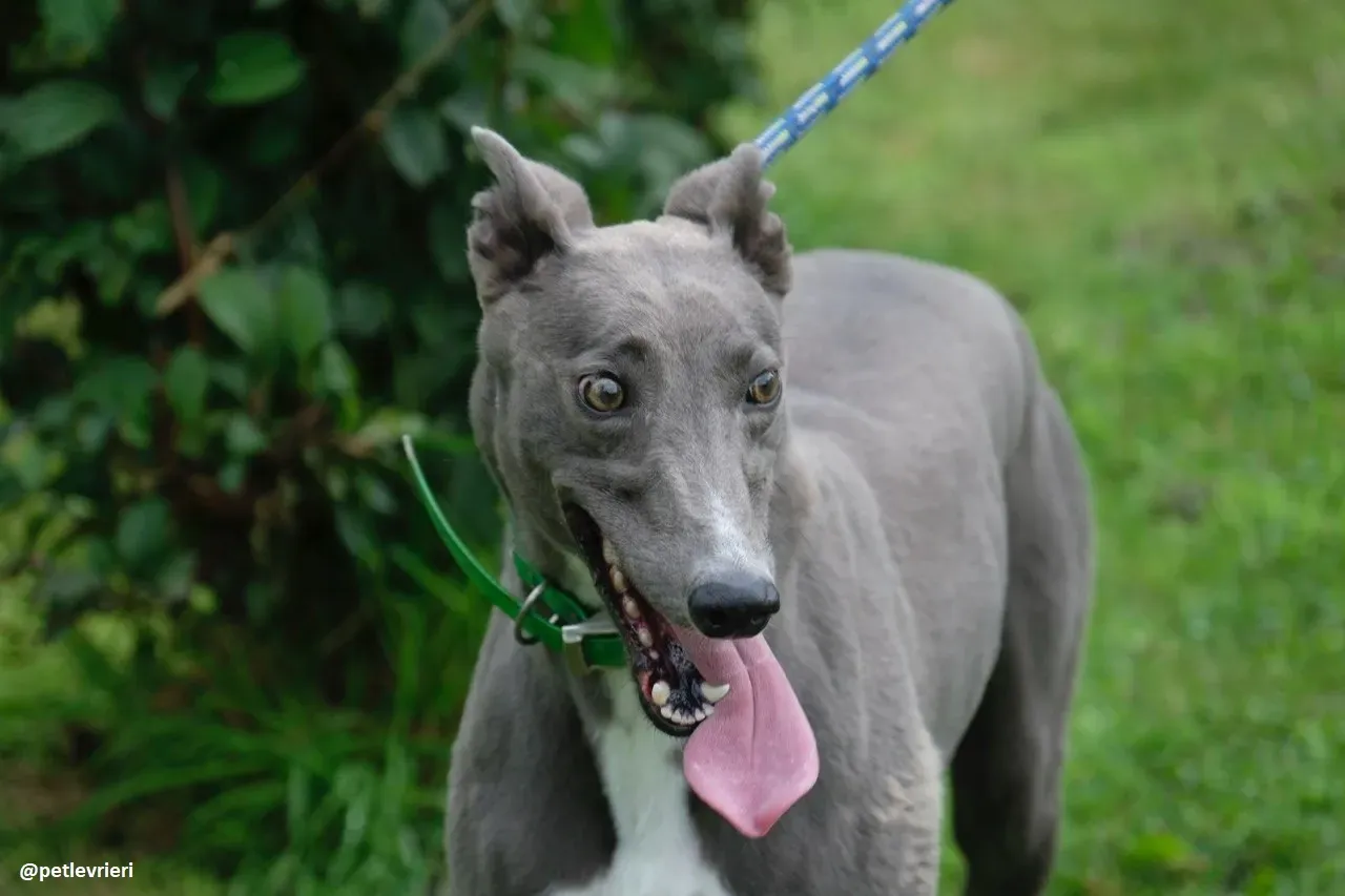 Moppy adozione greyhound 3