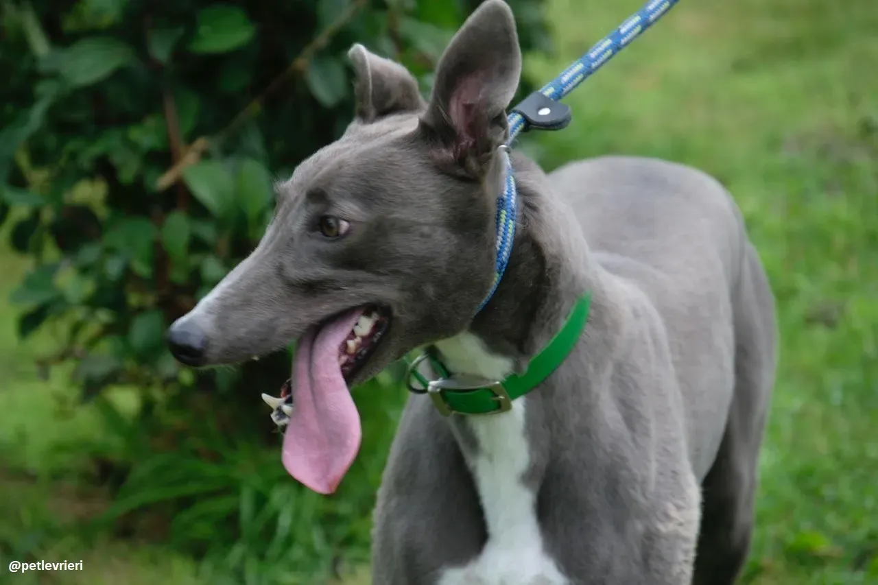 Moppy adozione greyhound 5