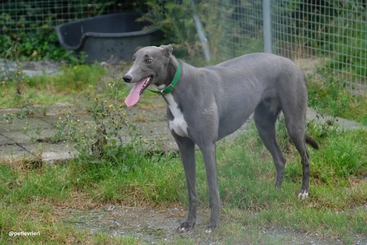Moppy adozione greyhound 8
