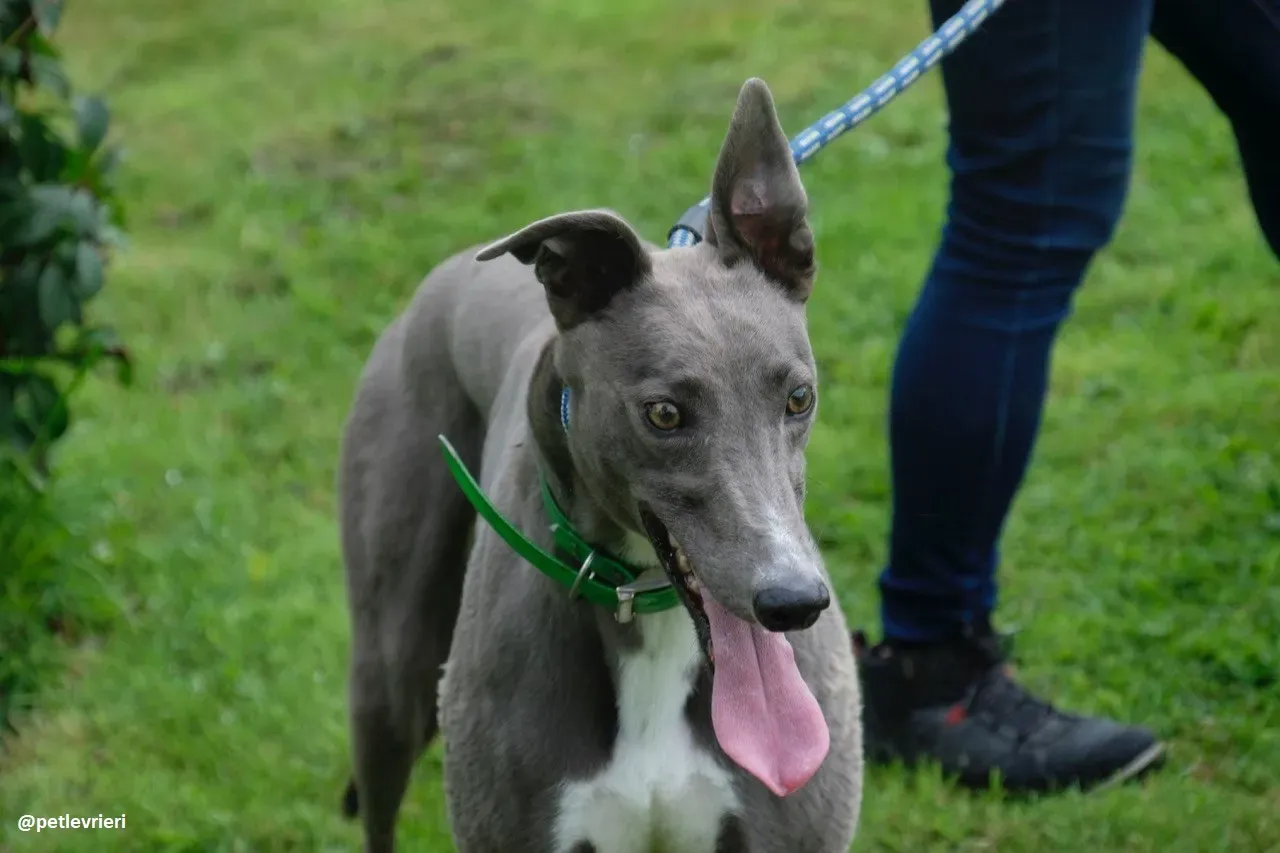 Moppy adozione greyhound 9
