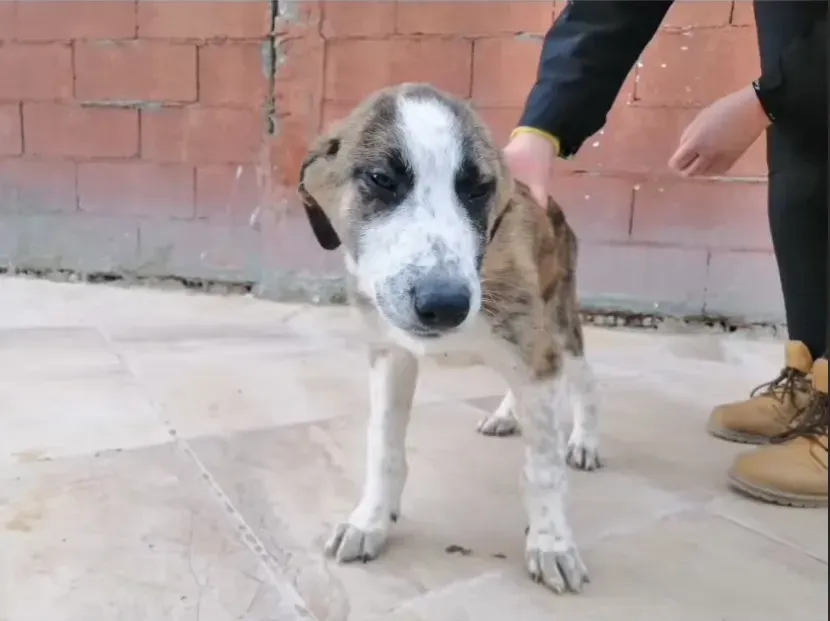 More adozione levrieri galgo 1 1