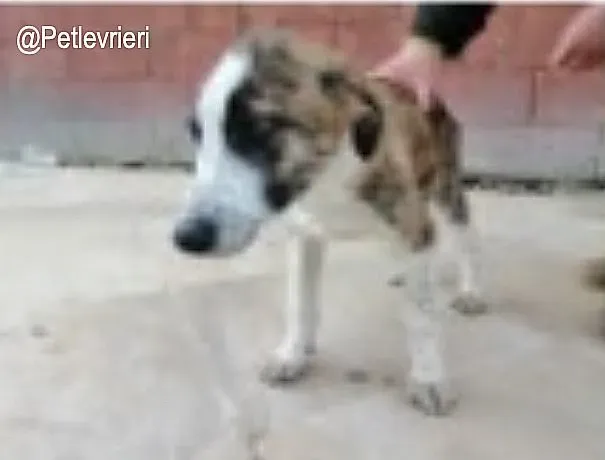 More adozione levrieri galgo 2