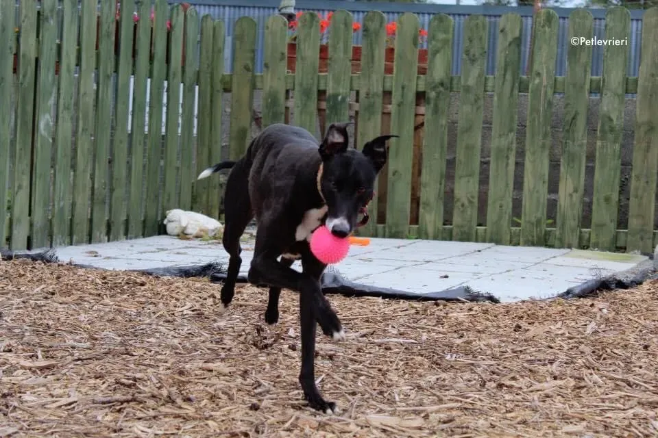 Moretti adozione levrieri greyhound 1