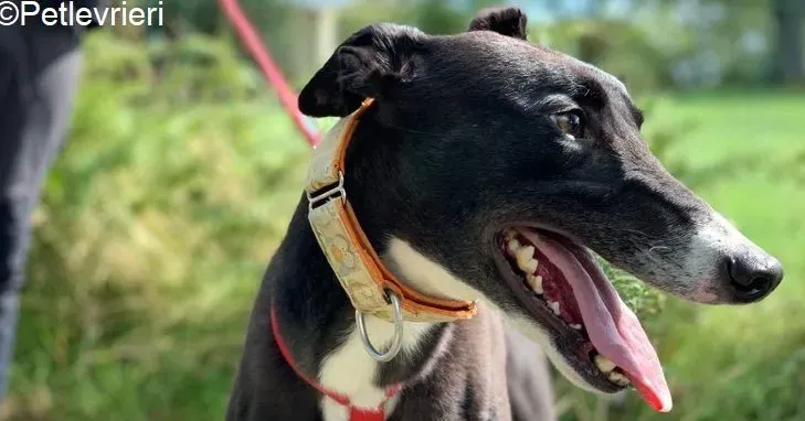 Moretti adozione levrieri greyhound 2 e1598453950200