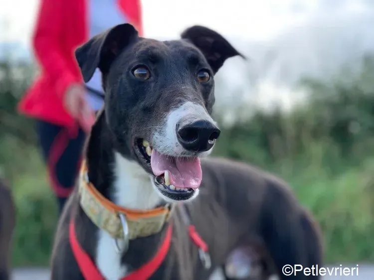 Moretti adozione levrieri greyhound 5 1