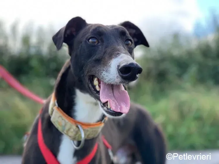 Moretti adozione levrieri greyhound 6