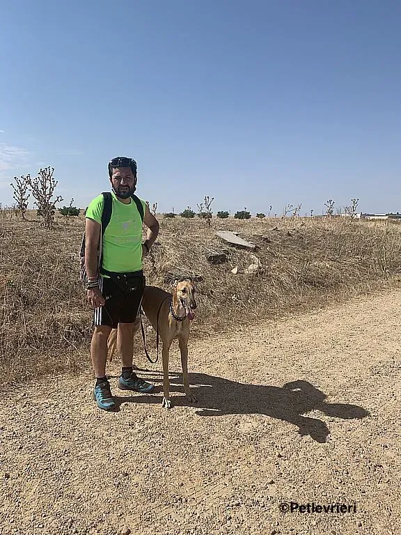 Morgan adozione levrieri galgo 1