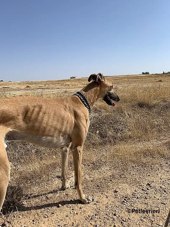 Morgan adozione levrieri galgo 2